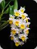 Dendrobium thyrsiflorum